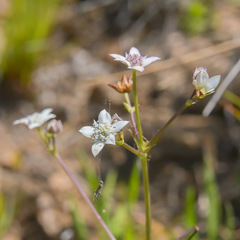 Alepidea natalensis