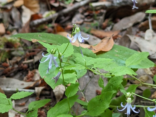 California Harebell (Smithiastrum prenanthoides)