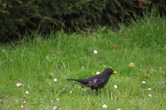 Turdus merula