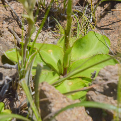 Alepidea natalensis