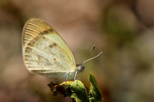 Little Orange Tip