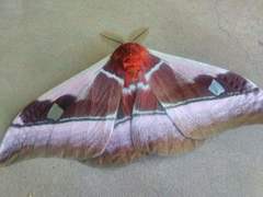 Bunaea alcinoe