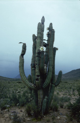 Trichocereus tacaquirensis