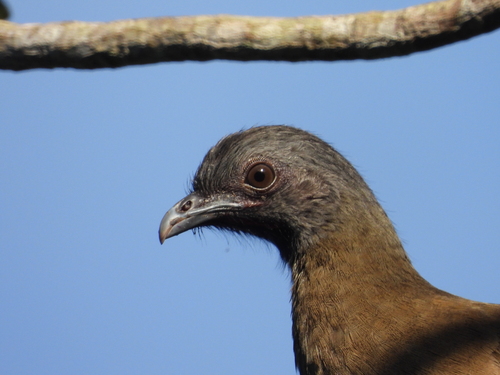 Plain Chachalaca (Ortalis vetula), photo 6