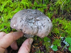 Boletopsis grisea