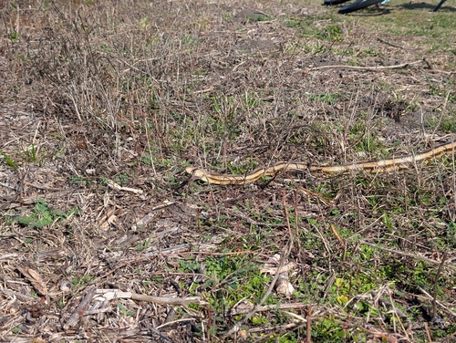 Eastern Ratsnake observed by bex-mckimmy