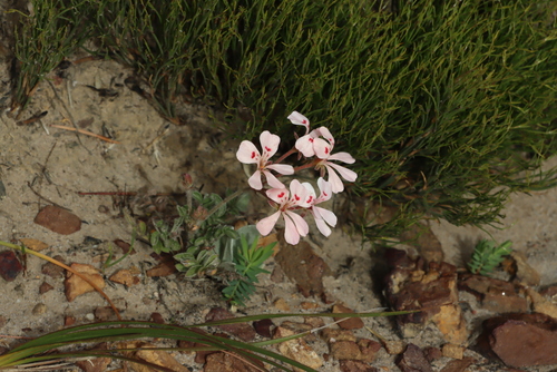 Feather-red Storksbill (Pelargonium pinnatum)