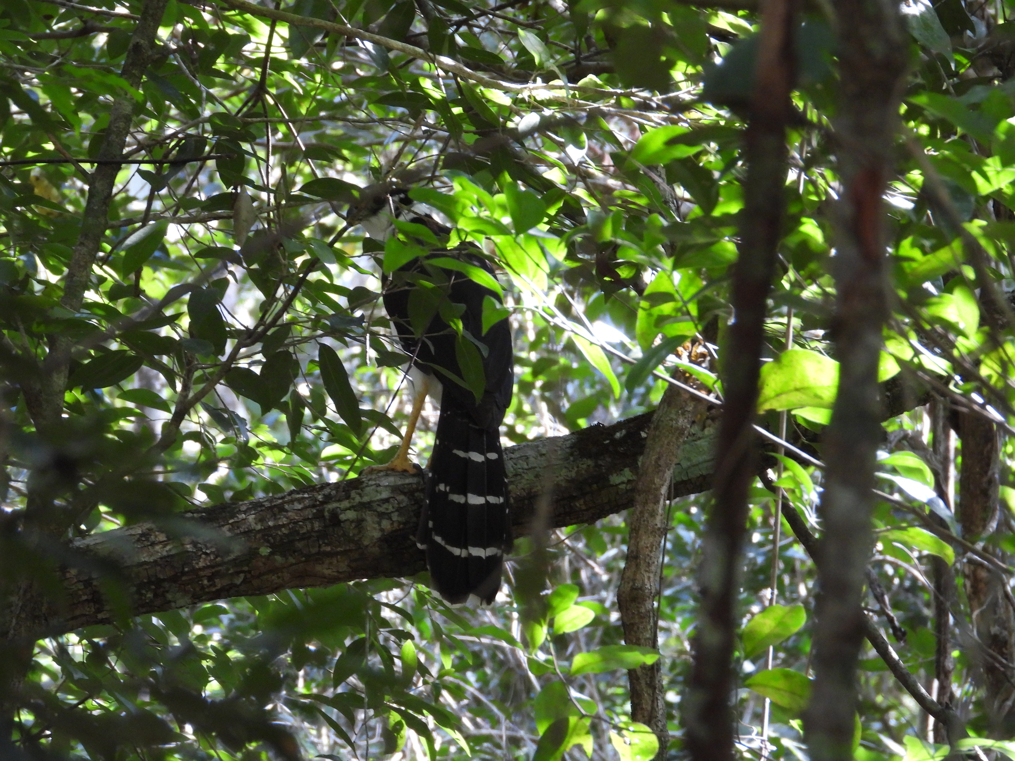 Collared Forest Falcon (Micrastur semitorquatus), photo 1