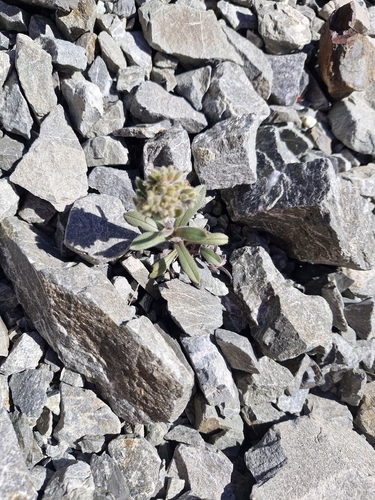 Myosotis traversii observed 2026-01-12