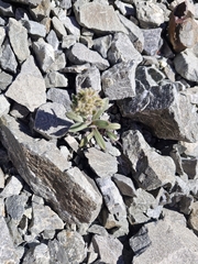 Myosotis traversii