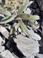 Myosotis traversii, photograph (c) Irisa Hudson, some rights reserved (CC BY)