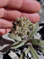 Myosotis traversii, photograph (c) Irisa Hudson, some rights reserved (CC BY)