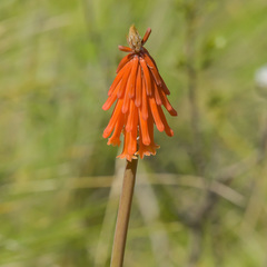 Kniphofia triangularis