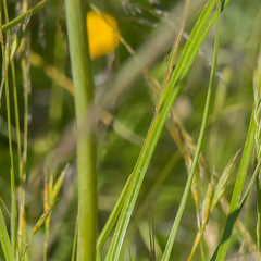 Kniphofia triangularis