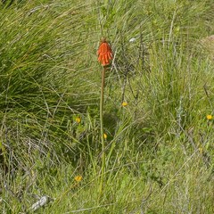 Kniphofia triangularis