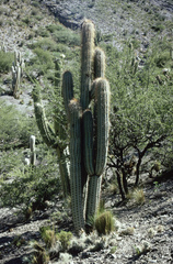 Trichocereus tacaquirensis