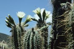 Trichocereus tacaquirensis
