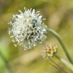 Cephalaria natalensis