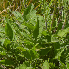 Cephalaria natalensis