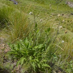 Cephalaria natalensis