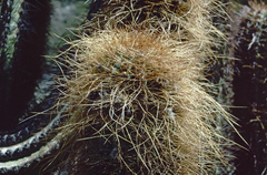 Trichocereus tacaquirensis