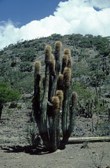 Trichocereus tacaquirensis