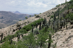 Trichocereus tacaquirensis