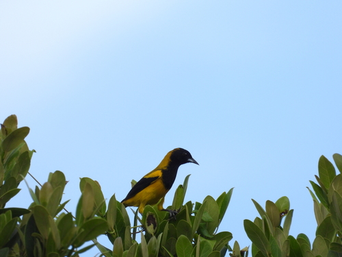 Black-cowled Oriole (Icterus prosthemelas), photo 2