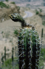 Trichocereus tacaquirensis
