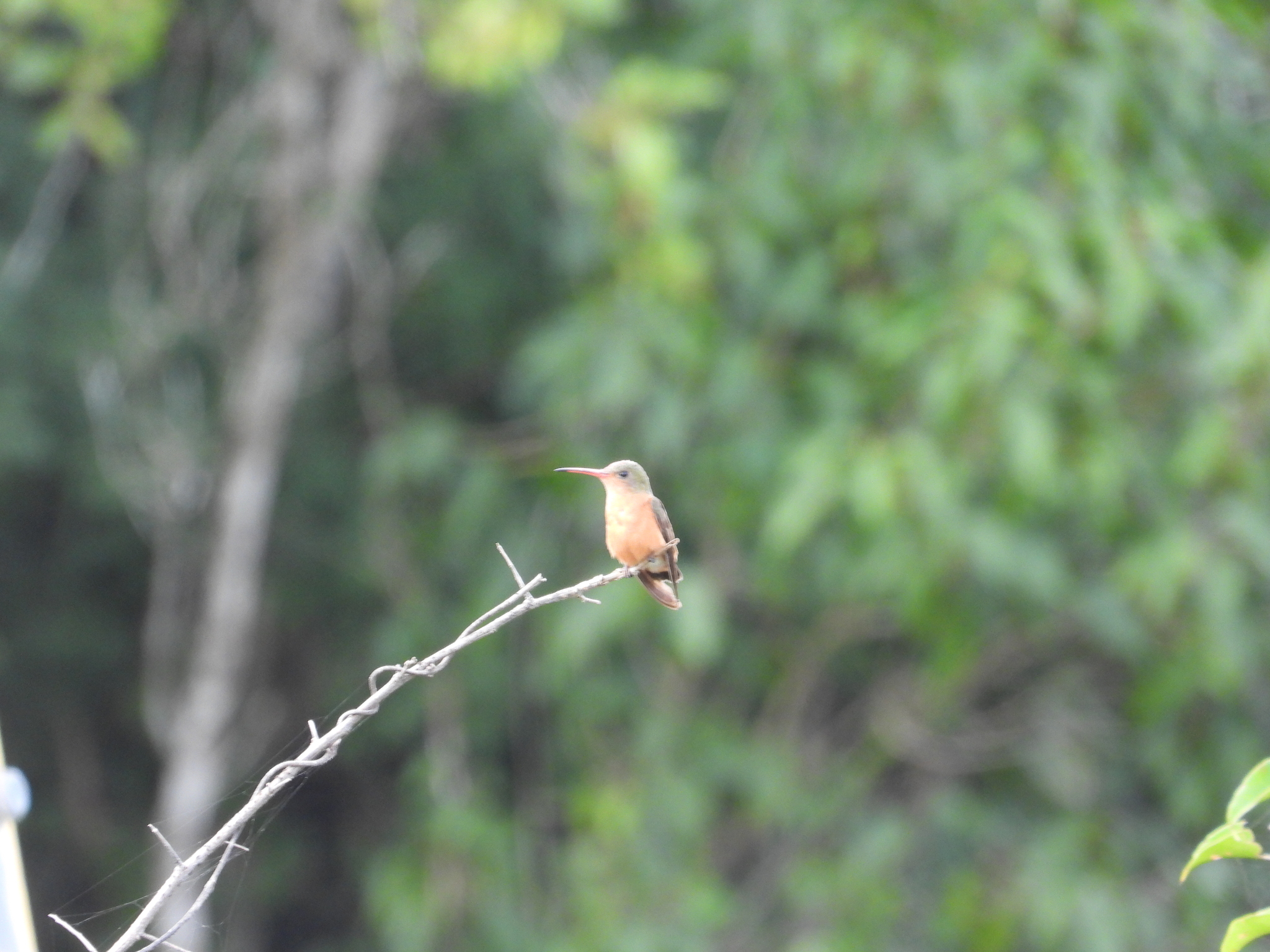 Cinnamon Hummingbird (Amazilia rutila), photo 2