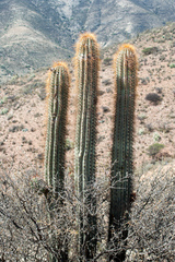 Trichocereus tacaquirensis