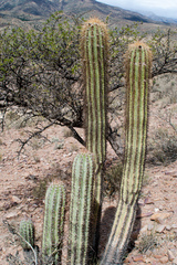 Trichocereus tacaquirensis
