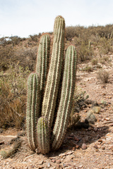 Trichocereus tacaquirensis