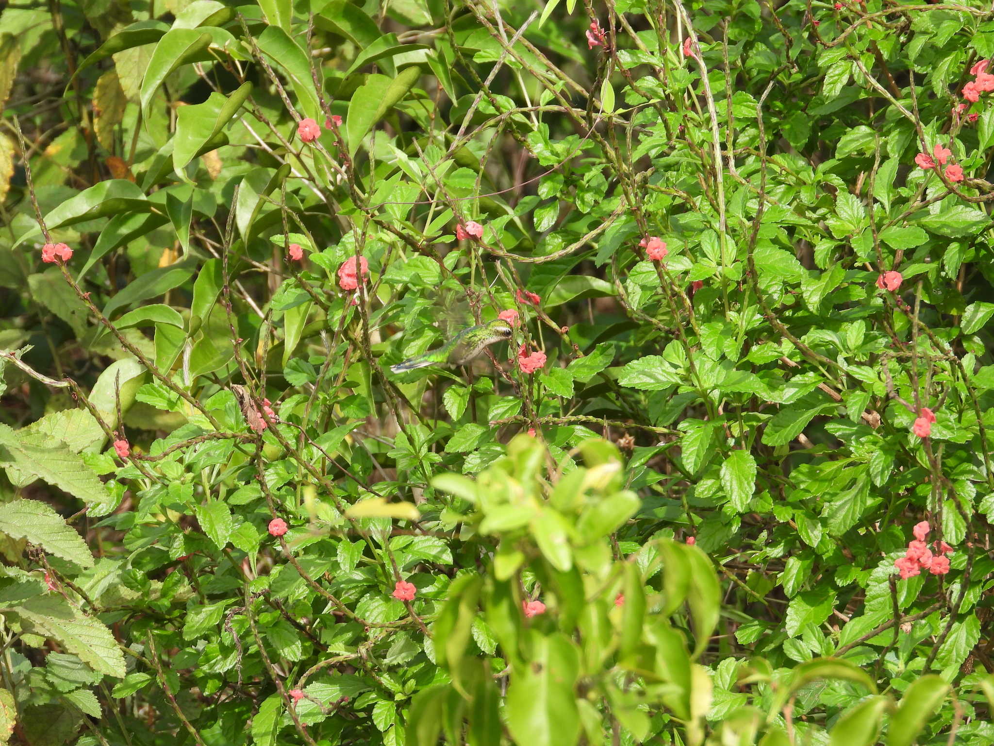 Canivet's Emerald (Cynanthus canivetii), photo 3