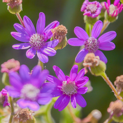 Senecio macrocephalus