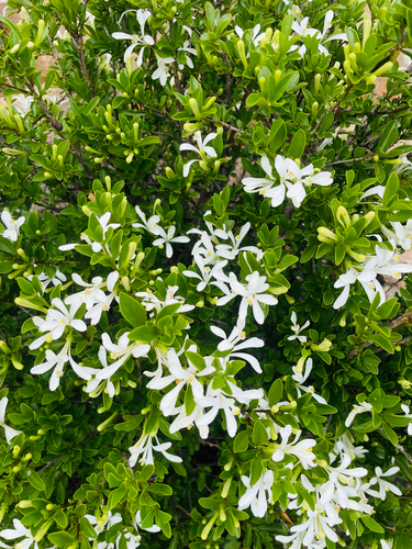 Small Honeysuckle Bush
