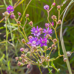 Senecio macrocephalus