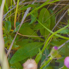 Senecio macrocephalus