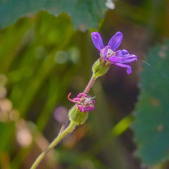 Senecio macrocephalus