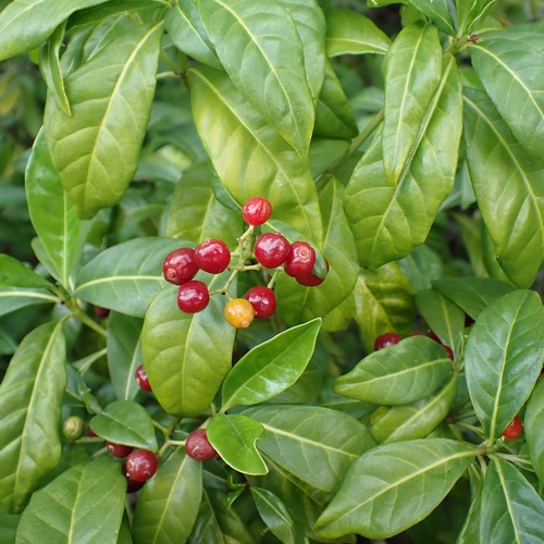 Bahama wild coffee (Psychotria ligustrifolia)