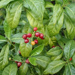 Bahama Wild Coffee (Psychotria ligustrifolia)