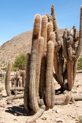 Trichocereus tacaquirensis