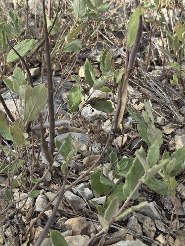 plateau rocktrumpet (Mandevilla macrosiphon)