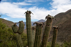 Trichocereus tacaquirensis