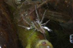 Araneae