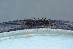 Scutigeromorpha