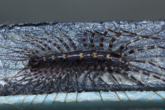 Scutigeromorpha