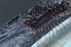 Scutigeromorpha