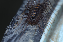 Scutigeromorpha
