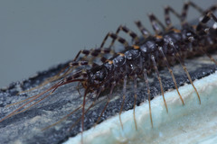 Scutigeromorpha